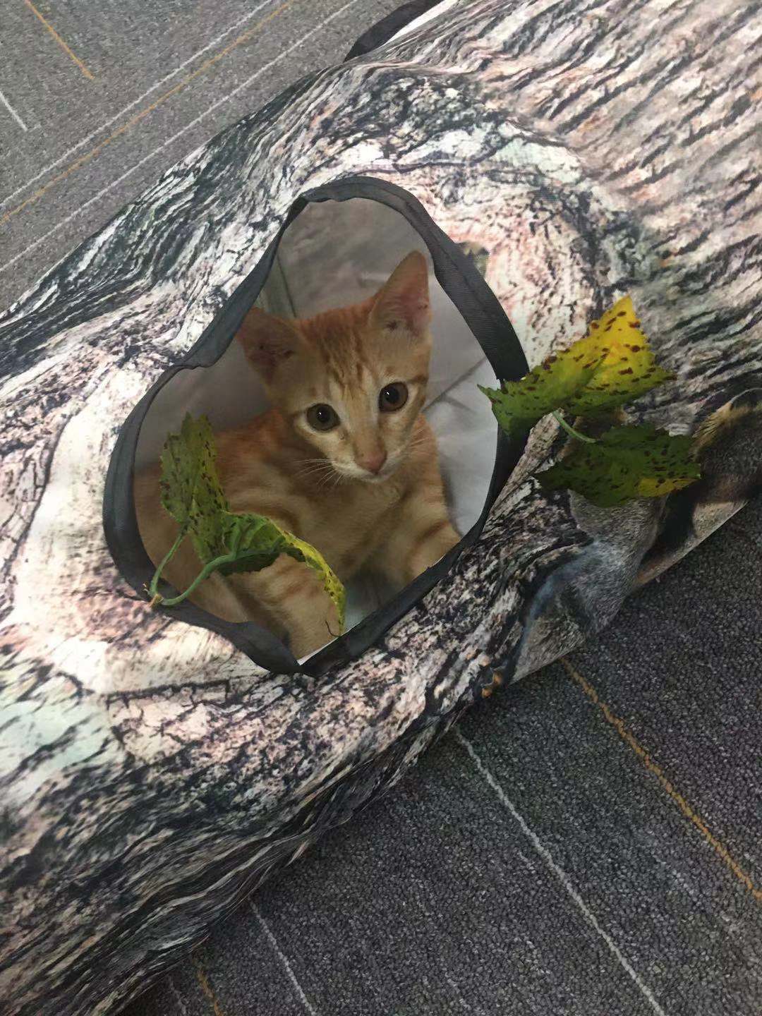 LabyCat