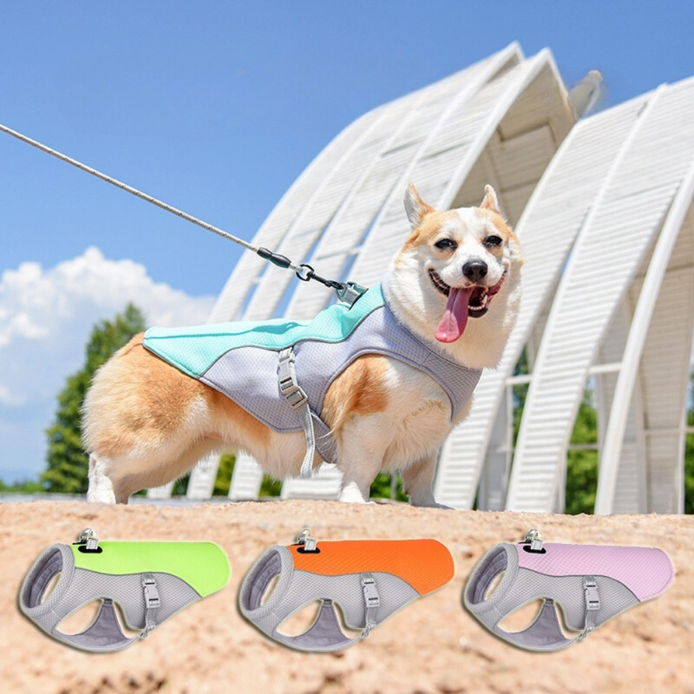 Chien portant la veste rafraîchissante Canicool en extérieur pour rester au frais